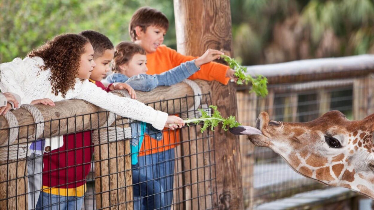 Children feeding a giraffe at the zoo
